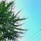 萩