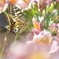 夢幻の花と蝶