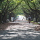 葛西臨海公園桜並木