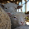 Little Sheep
