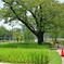 桜の樹木と稲