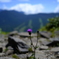 山に咲く一輪の花