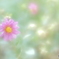 「花束のかわりにメロディーを 」