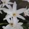 道端に咲く花