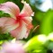 晩夏の生物園～⑬