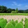 緑のコキア