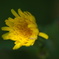 野花−２