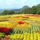 花のパッチワーク～世羅高原