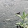 夏休み1