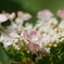 8月の紫陽花