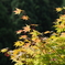 紅葉始まる・・・