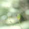 「ぬばたま」