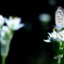 隣の芝は。