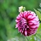 庭の花2025 (ダリア) 