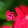 蕾