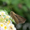 おめめまんまる・・セセリチョウ