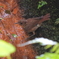 滝で水浴びするコマドリ幼鳥3