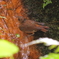 滝で水浴びするコマドリ幼鳥2
