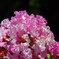 真夏の花　P1090430zz