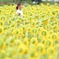 Sunflowers and You