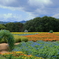 花夢の里 (5) 250902-716