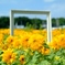 Remembrance of Sunflowers.