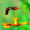 キバナコスモスとホシホウジャク