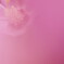 芙蓉