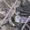 ワニガメ(野毛山動物園)