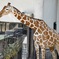 キリン(野毛山動物園)