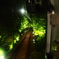 青もみじのトンネル疾走