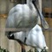 クロツラヘラサギ(野毛山動物園)