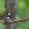 アカゲラ♀