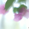 「Bougainvillea」
