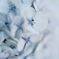 紫陽花に寄せる想い 補遺