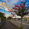 百日紅と空