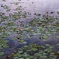 アサザ咲く池