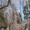 桜小路