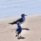 穏やかな砂浜