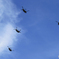 「蒼空」○○ 青い空・日本を守る ○○