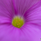 Pollen