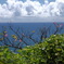 海沿いの花- ①