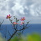 海沿いの花- ②