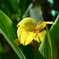 夏の花
