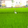コウノトリ