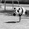 熊猫その２