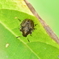 カメムシの幼虫
