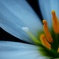 はぐれ蕊 (玉すだれ)