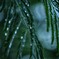 雨上がり