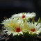 サボテンの花